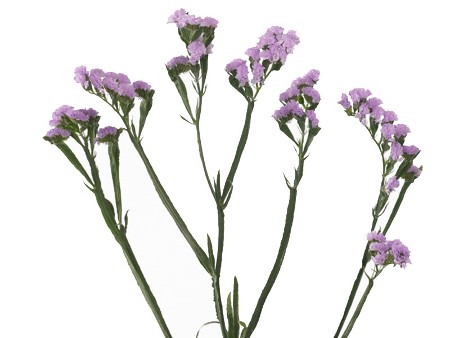 Limonium Pink