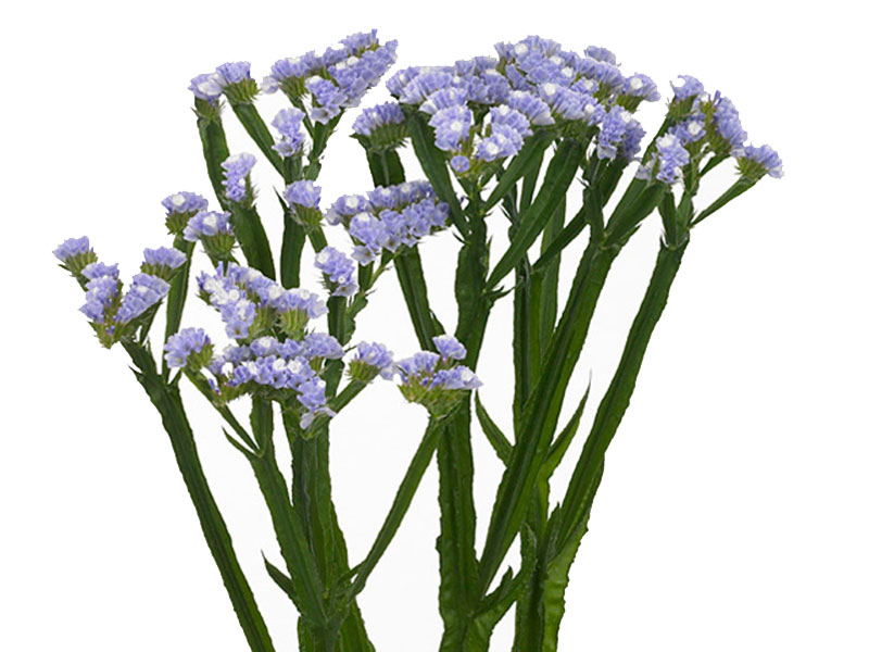 Limonium Sky Blue