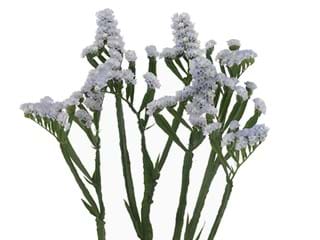 Limonium White