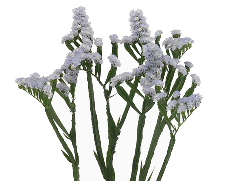 Limonium White