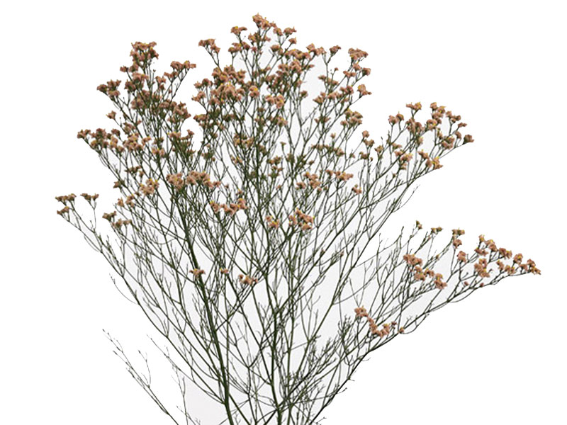 Limonium Orange