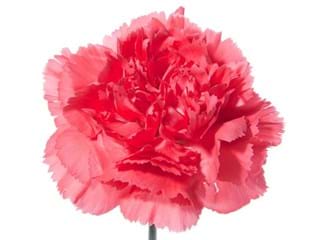 Γαρύφαλλα Lina