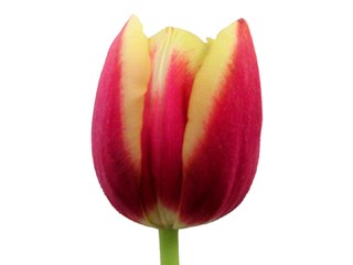 Τουλίπες Leen Van De Mark