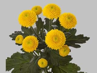 Χρυσάνθεμα Limonchello