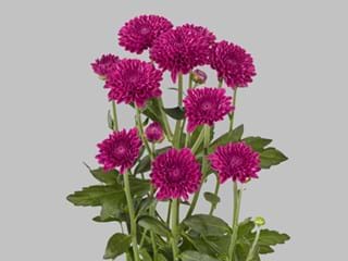 Χρυσάνθεμα Lollipop Purple