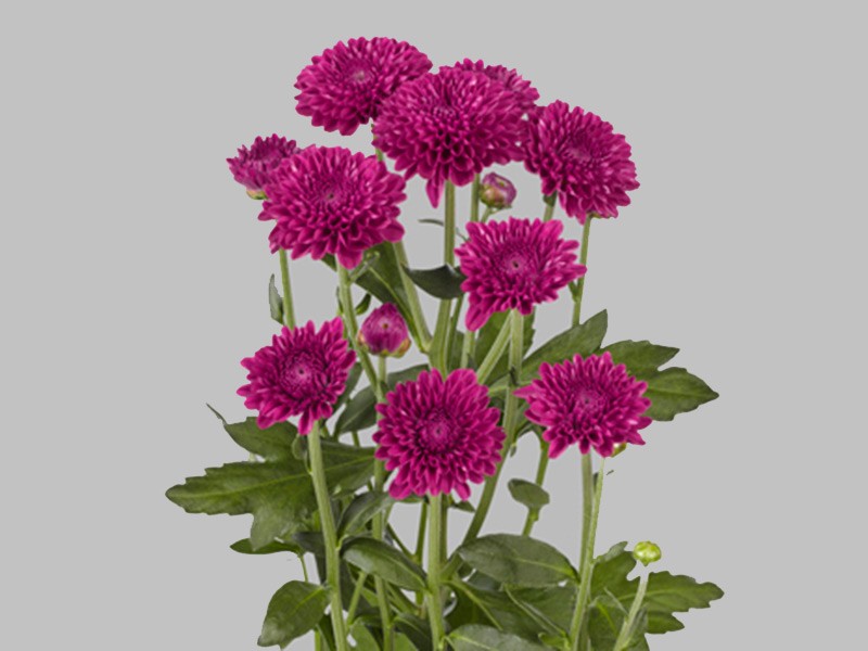Χρυσάνθεμα Lollipop Purple