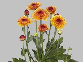 Χρυσάνθεμα Lollipop Yellow