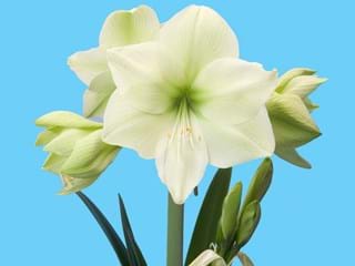 Hippeastrum Luna