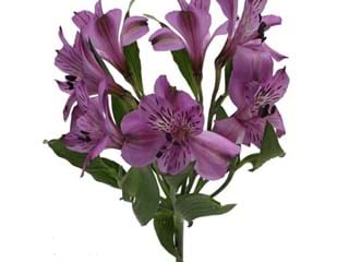 Αλστρομέρια Madrit