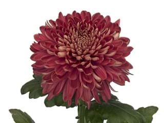 1Hd Chrysanthemum Marielle Red