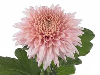 1Hd Chrysanthemum Marielle