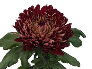 1Hd Chrysanthemum Marlen