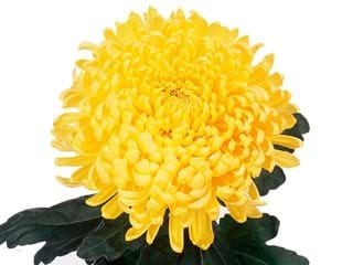 1Hd Chrysanthemum Mayfond Gold