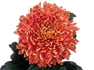1Hd Chrysanthemum Mayfond Orange