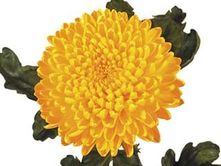 1Hd Chrysanthemum Migoli
