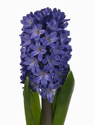 Hyacinthos Minos