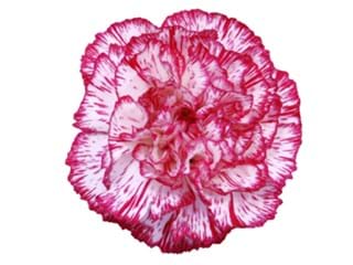 Γαρύφαλλα Minuetto