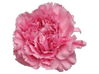 Γαρύφαλλα Montezuma