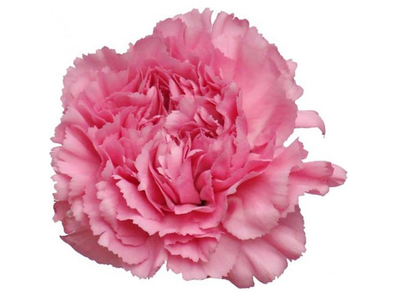 Dianthus Montezuma