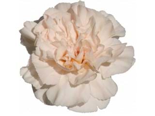 Γαρύφαλλα Moselle