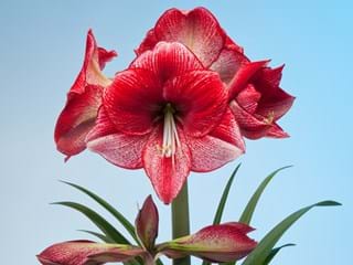 Hippeastrum Maestro