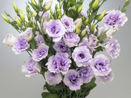 Λυσίανθοι Marianchi Lavender