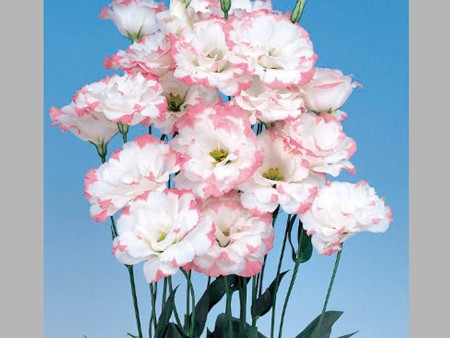 Λυσίανθοι Marianchi Pink