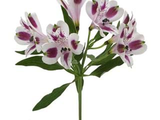 Αλστρομέρια Mayfair