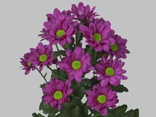 Χρυσάνθεμα Memphis