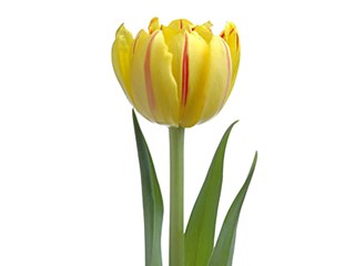 Τουλίπες Monsella