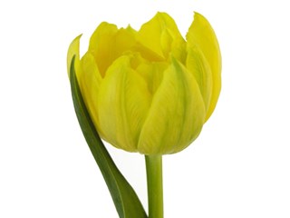 Τουλίπες Monte Carlo