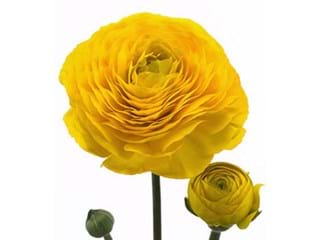 Νεραγκούλα Mistral Yellow