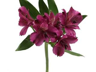 Αλστρομέρια Napoli