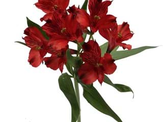 Αλστρομέρια Nathalie