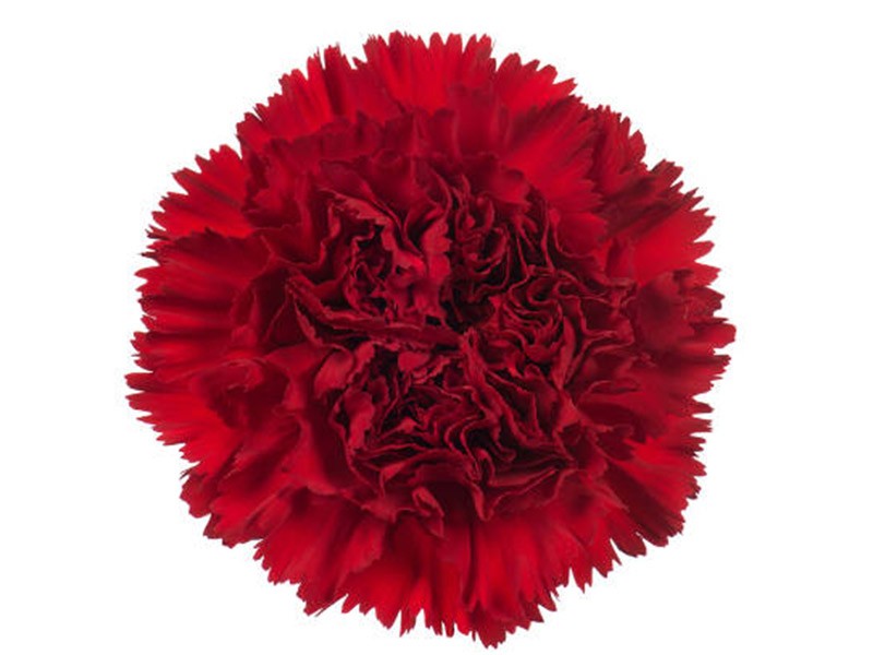 Dianthus Optima