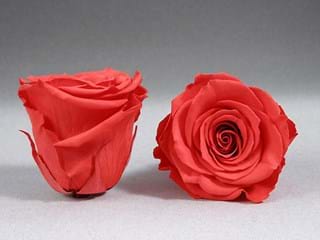 Forever Κοραλί