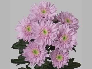 Χρυσάνθεμα Optimist