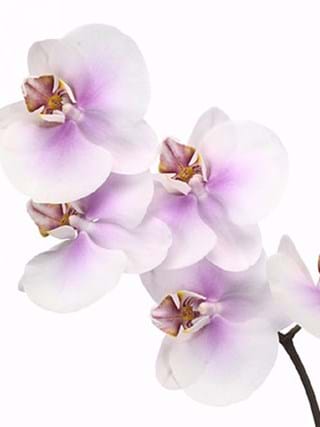Phalaenopsis Okayama