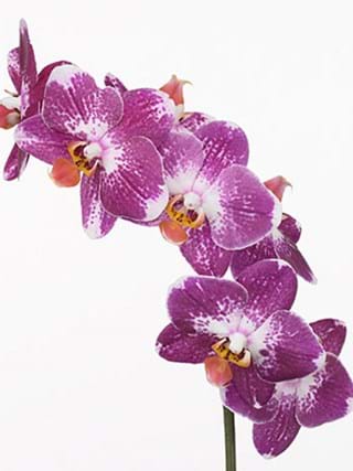 Phalaenopsis S Magic