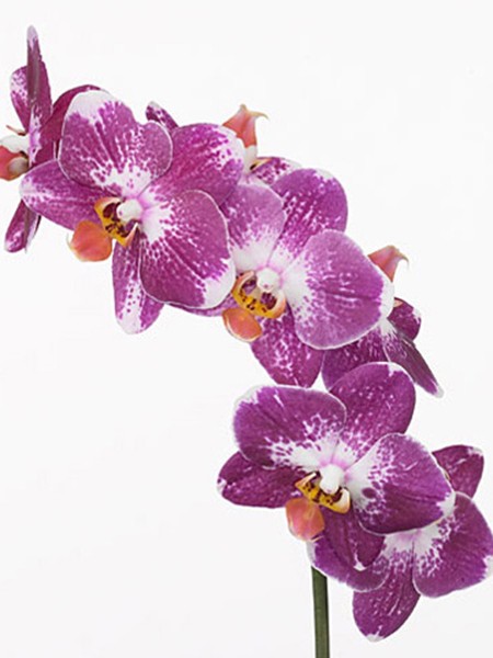 Phalaenopsis S Magic