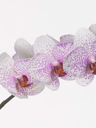 Phalaenopsis Sandy