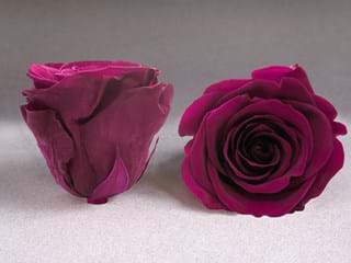 Forever Μπορντώ