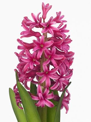 Hyacinthus Pink  Johana