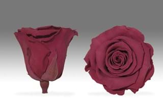 Forever Κερασι