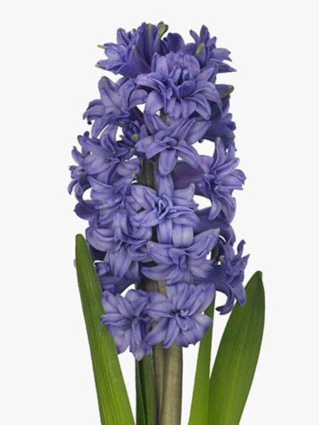 Hyacinthus Purple