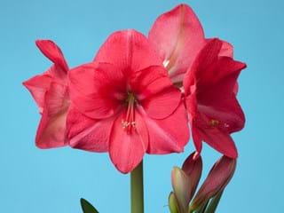 Hippeastrum Pink Rival