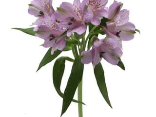 Αλστρομέρια Platina