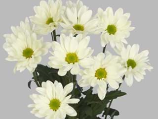 Χρυσάνθεμα Prosecco