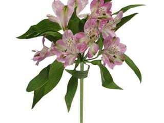 Αλστρομέρια Pumori