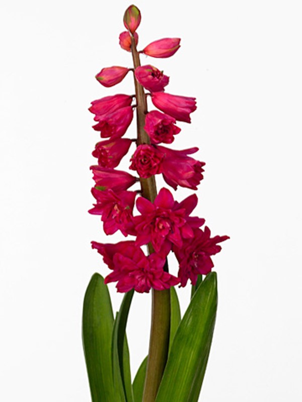 Hyacintus Queen Red